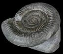 Dactylioceras Ammonite Fossil - England #52651-1